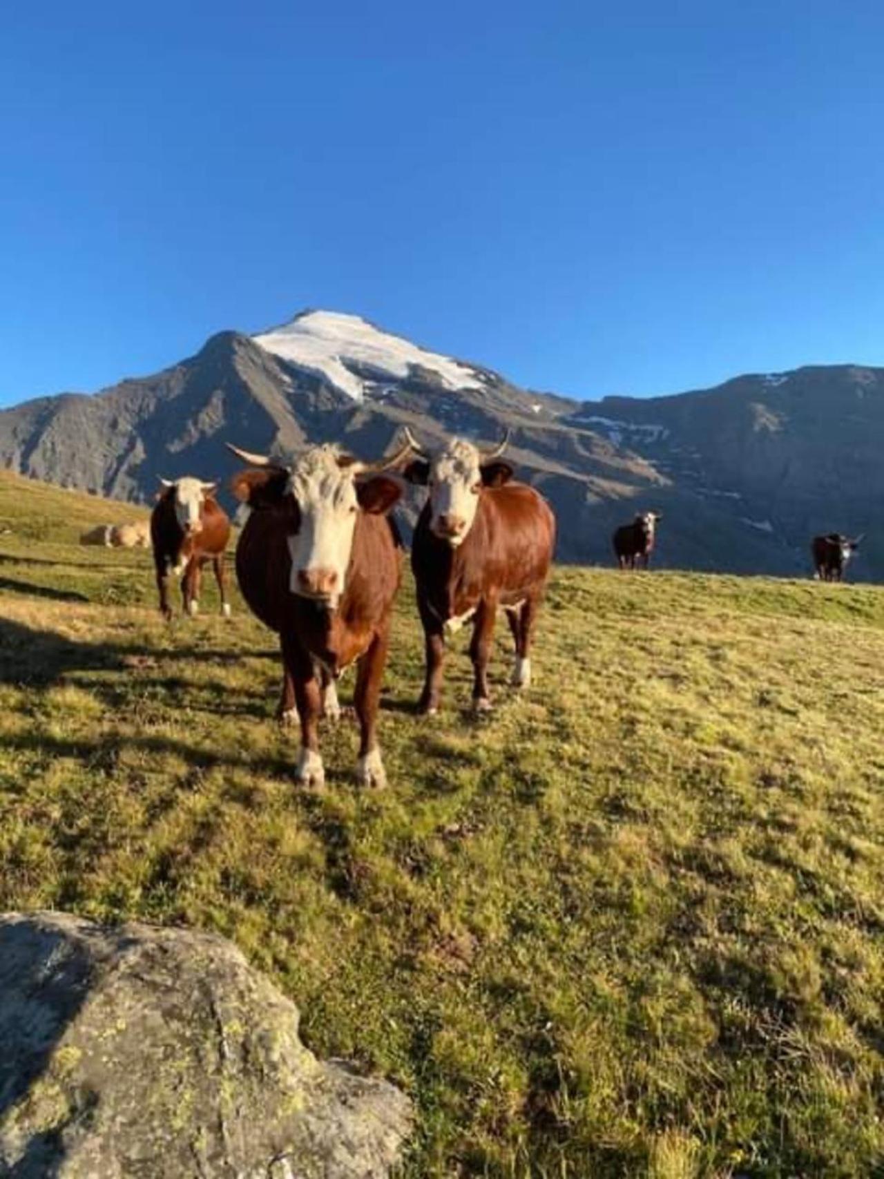 "L'Ancolie" Appartement De Charme 4 Personnes A Val Cenis Termignon Exteriör bild